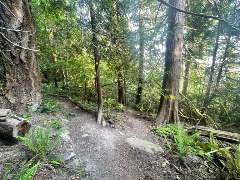 Trail to Dogfish Beach. Go left here! This is the easier trail to the beach