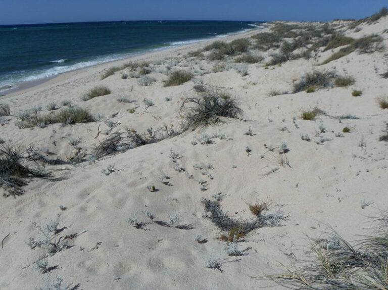 Plenty of dunes at Mauritius Beach