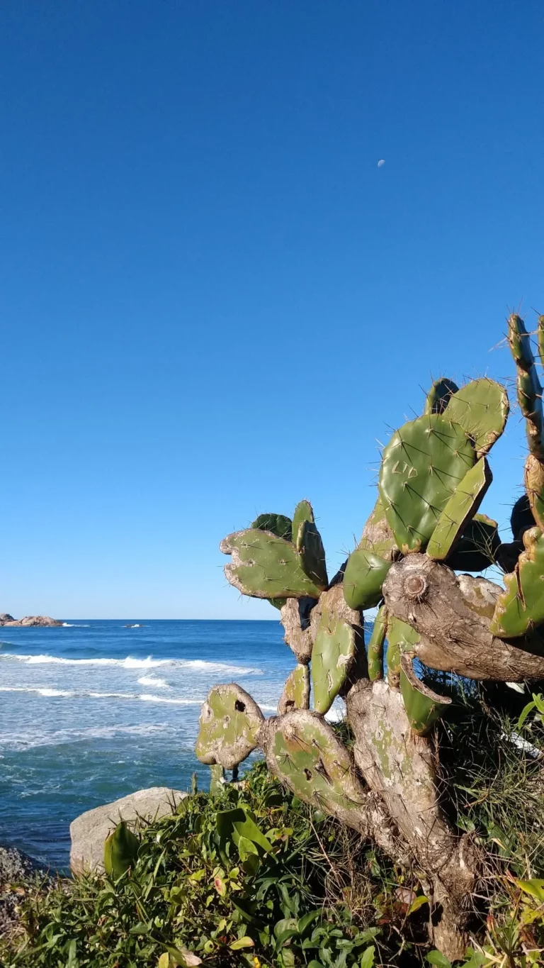 Purely Brazilian vibes on Praia da Galheta