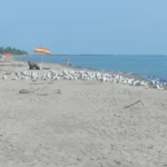 Expect lots of birds and geese on the beach - Port Burwell nude beach