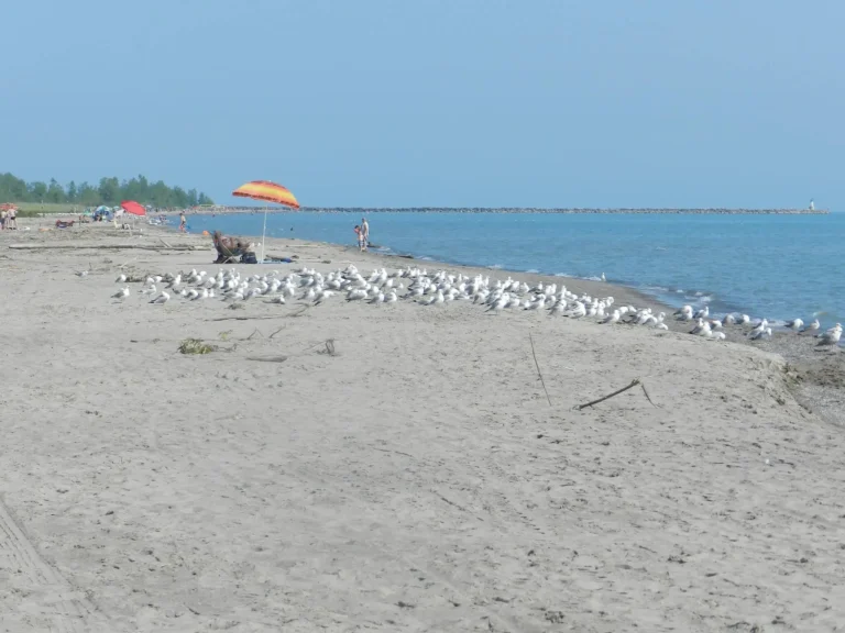 Expect lots of birds and geese on the beach - Port Burwell nude beach