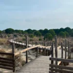 The walk over the dunes to Plage de l'Espiguette