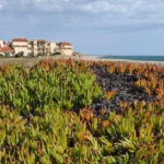 Port-Leucate Naturist Beach has a surprisingly 'wild' feel to it, despite being next to a naturist village