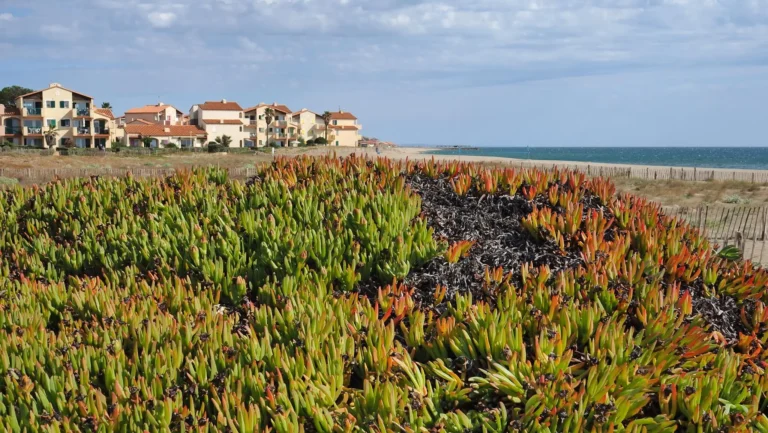 Port-Leucate Naturist Beach has a surprisingly 'wild' feel to it, despite being next to a naturist village