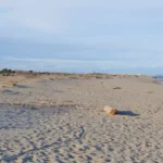 The wild feeling of Plage Naturiste de Torreilles can't be beat!